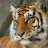 MsTiger08